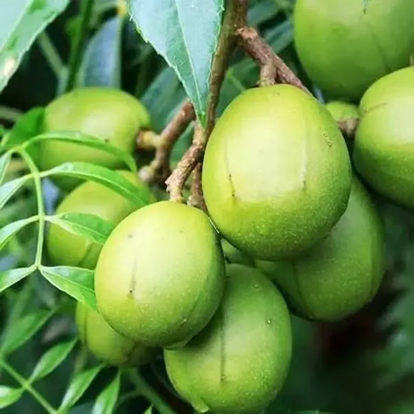 Hybrid_All_Time_Amra_Plant_(Pack_Of-1_)