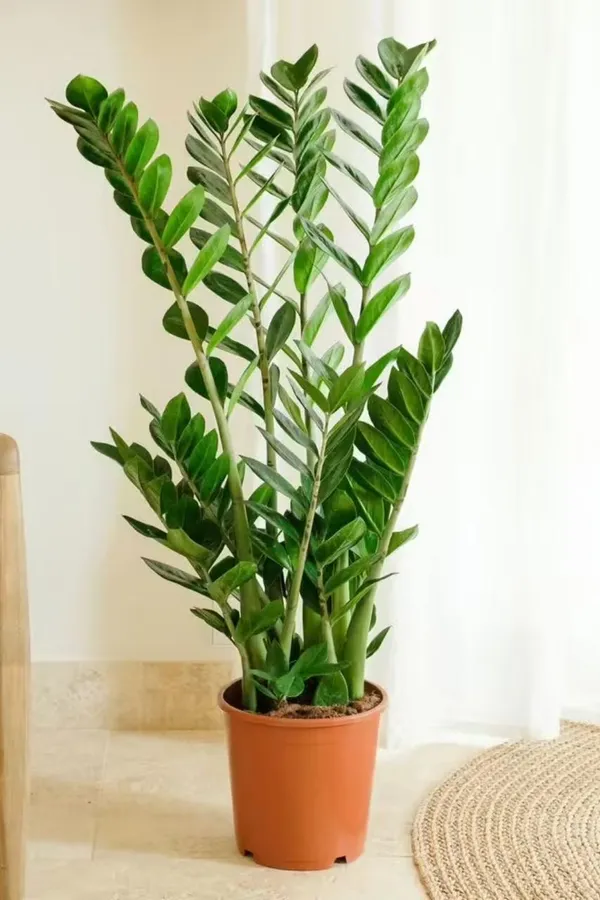 Z_z_Indor_Plant_(Pack_Of-1_)