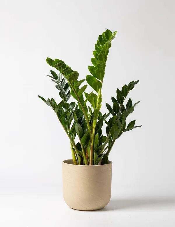 Z_z_Indor_Plant_(Pack_Of-1_)