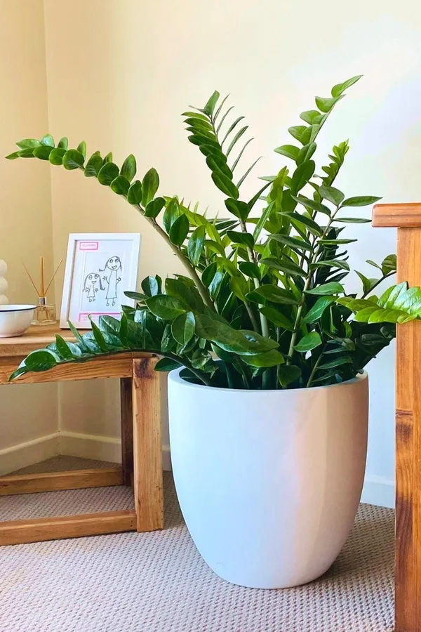 Z_z_Indor_Plant_(Pack_Of-1_)