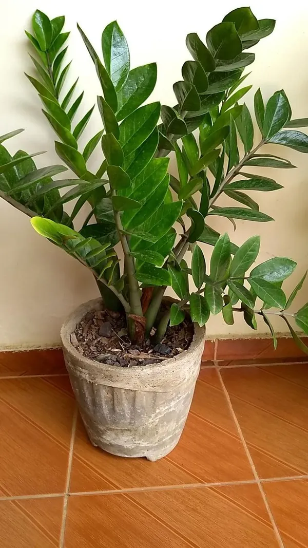 Z_z_Indor_Plant_(Pack_Of-1_)