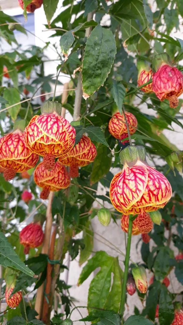 Tiger_Lantern_Hibiscus_Flower_Plant_(Pack_Of-1)