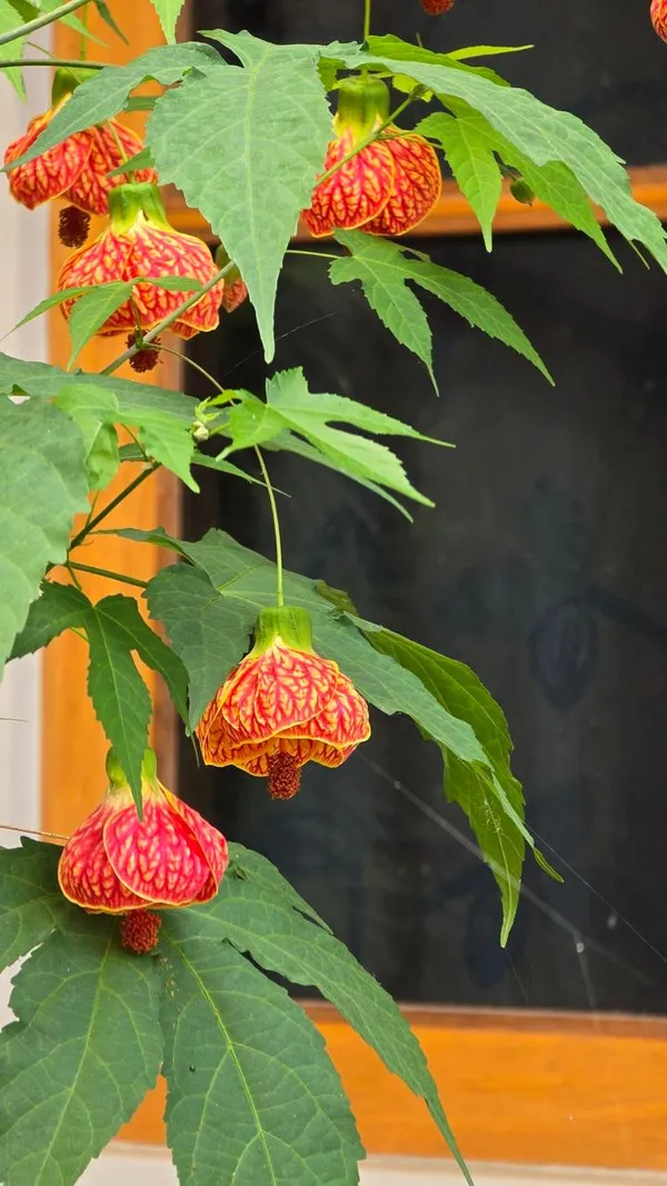 Tiger_Lantern_Hibiscus_Flower_Plant_(Pack_Of-1)