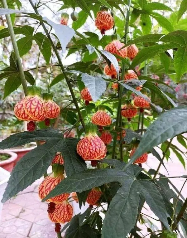Tiger_Lantern_Hibiscus_Flower_Plant_(Pack_Of-1)