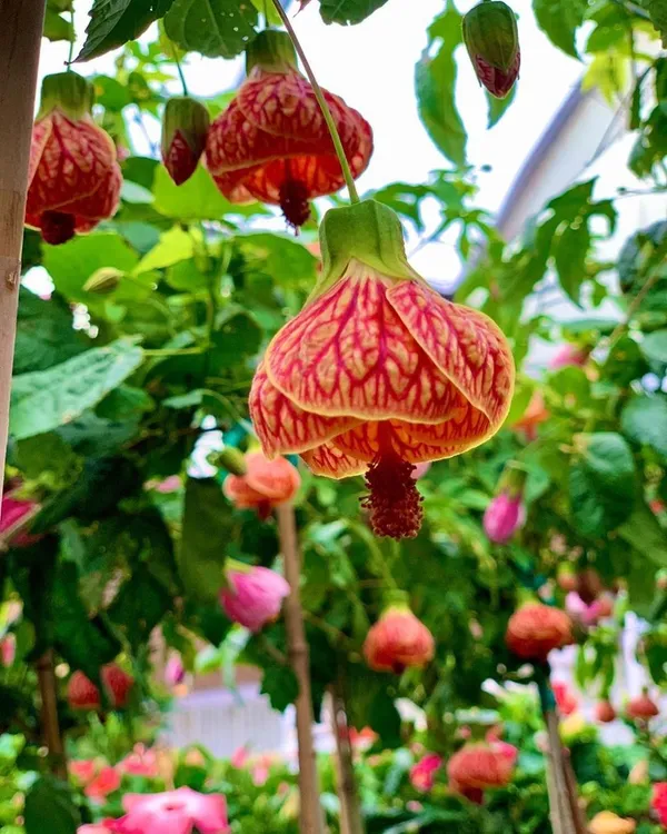 Tiger_Lantern_Hibiscus_Flower_Plant_(Pack_Of-1)