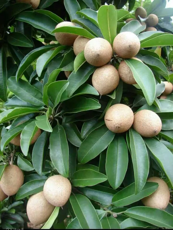 Hybrid_Sapodilla_(Sabeda/Chikoo)_Grafting_Plant_(Pack_Of-1)