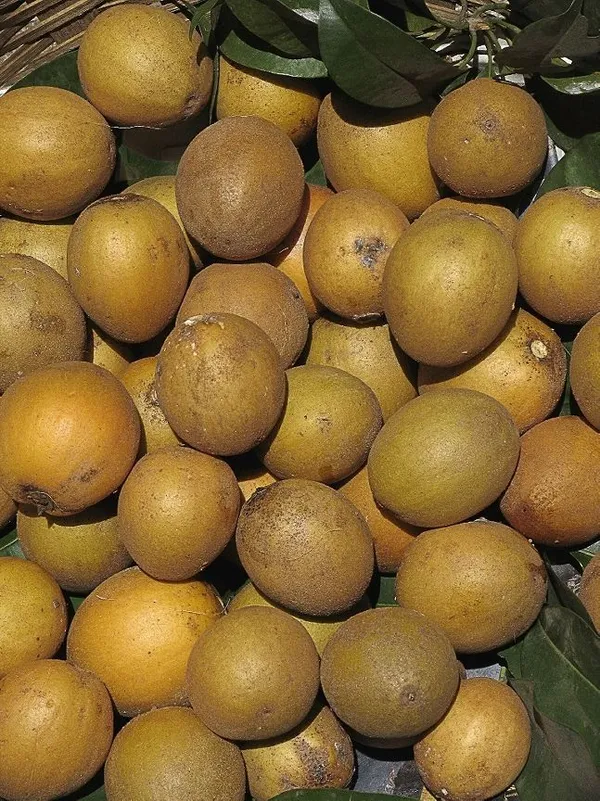 Hybrid_Sapodilla_(Sabeda/Chikoo)_Grafting_Plant_(Pack_Of-1)