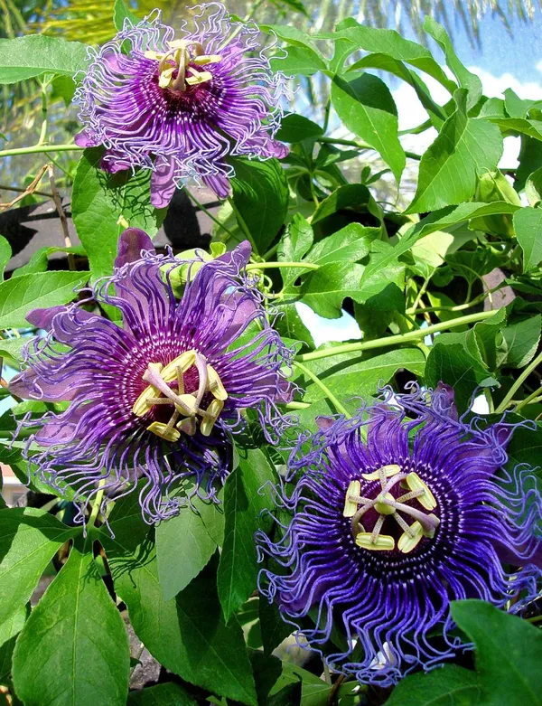 Passion_Purple_Flower_Plant_(_Pack_Of-1_)