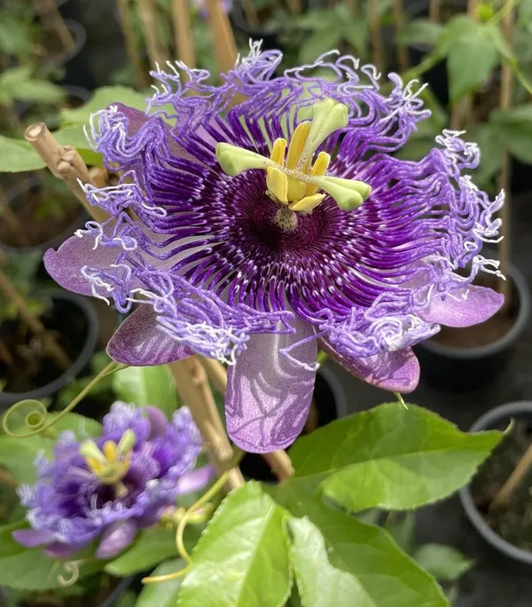 Passion_Purple_Flower_Plant_(_Pack_Of-1_)