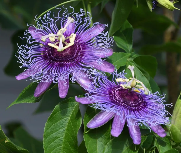Passion_Purple_Flower_Plant_(_Pack_Of-1_)