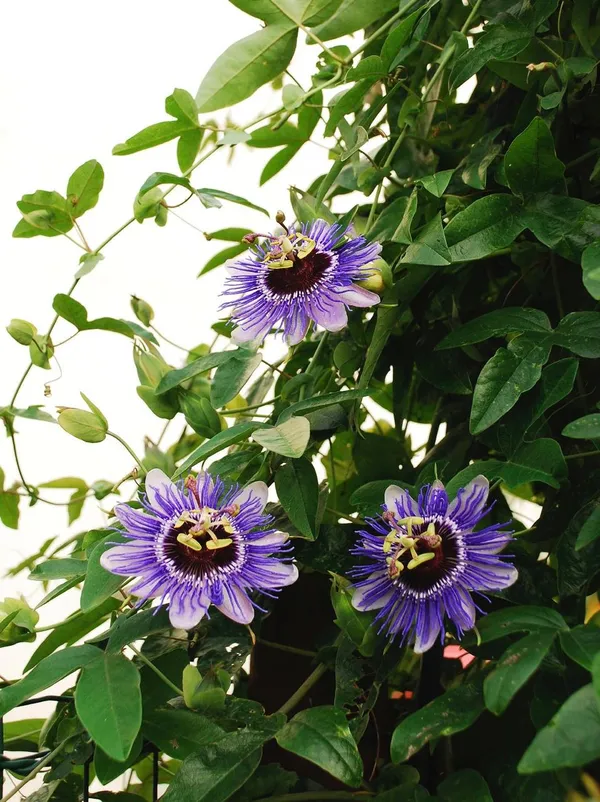 Passion_Purple_Flower_Plant_(_Pack_Of-1_)