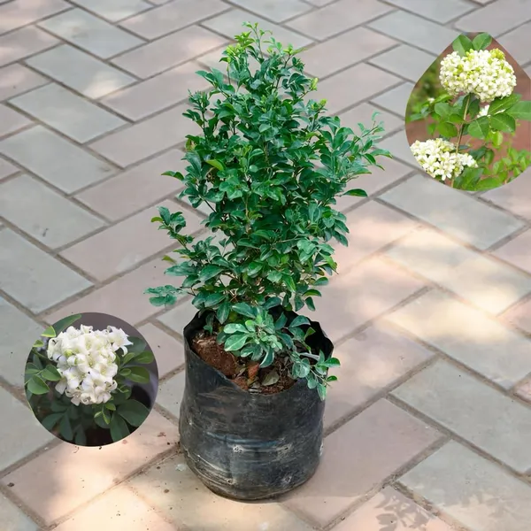 Hybrid_Madhukamini_Flower_Plant_(Pack_Of-1_)