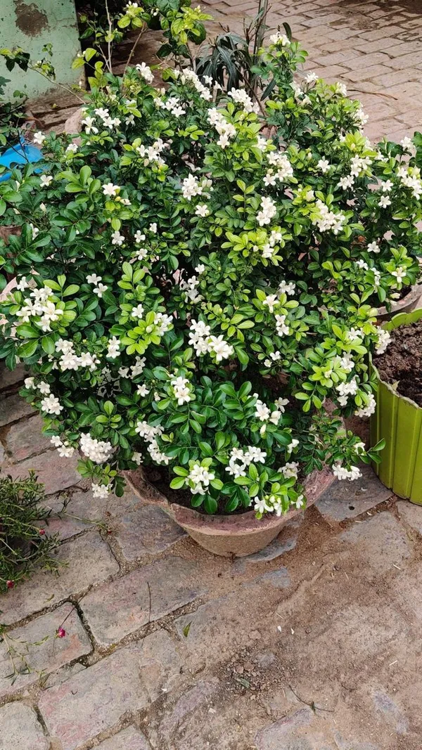 Hybrid_Madhukamini_Flower_Plant_(Pack_Of-1_)
