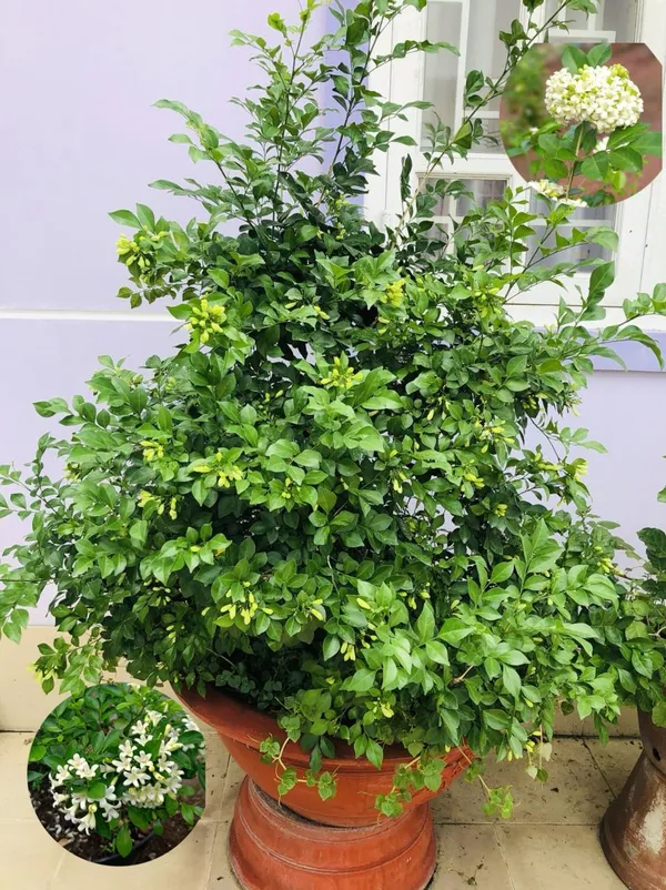 Hybrid_Madhukamini_Flower_Plant_(Pack_Of-1_)