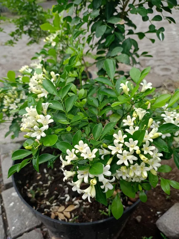 Hybrid_Madhukamini_Flower_Plant_(Pack_Of-1_)
