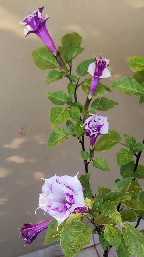 Hybrid_Black_Datura_Flower_Plant_(Pack_Of-1_)