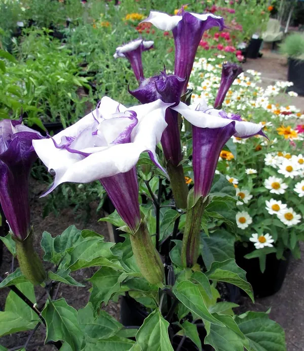 Hybrid_Black_Datura_Flower_Plant_(Pack_Of-1_)