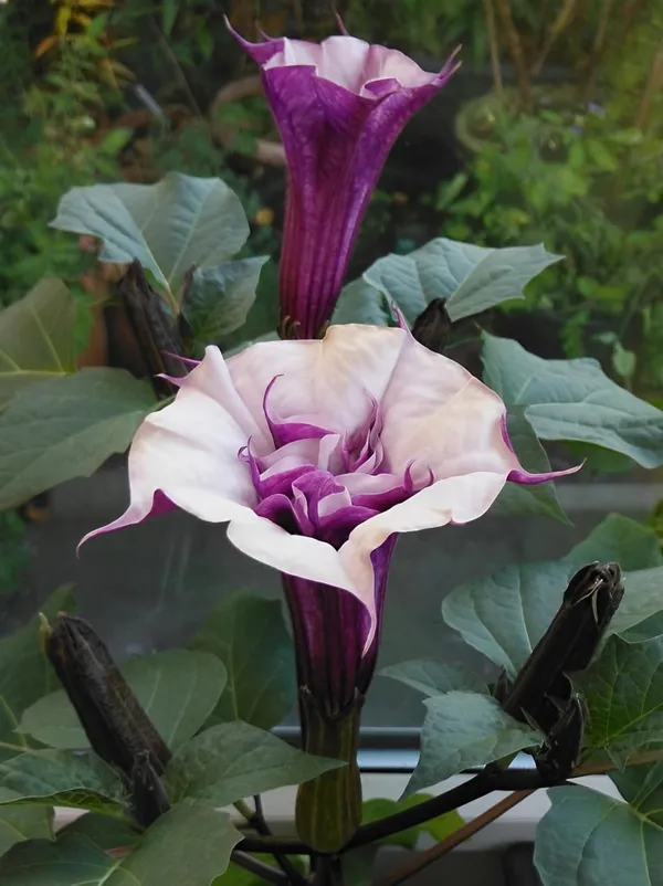 Hybrid_Black_Datura_Flower_Plant_(Pack_Of-1_)