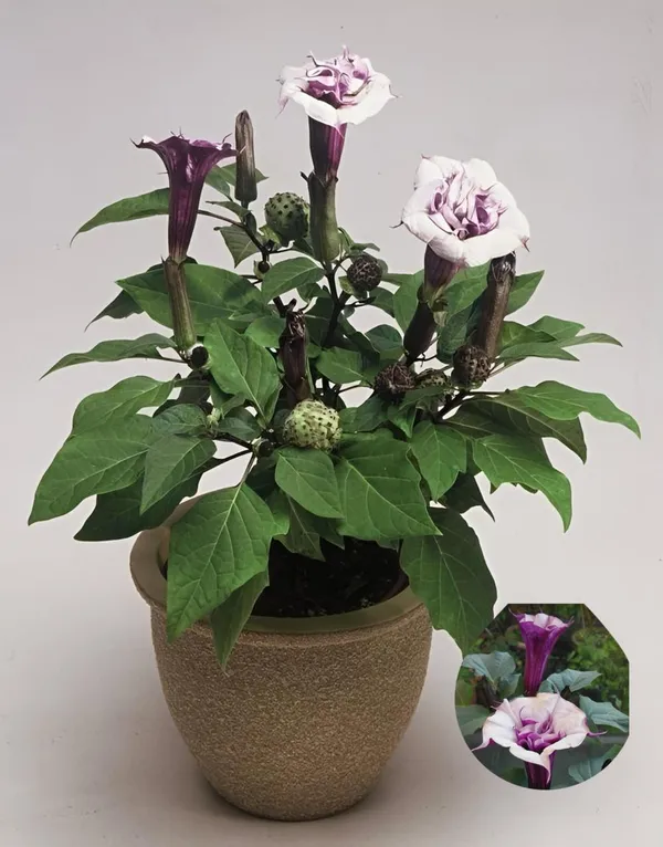 Hybrid_Black_Datura_Flower_Plant_(Pack_Of-1_)