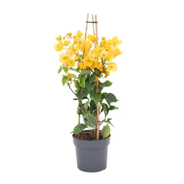 Hybrid_Bougainvillea_Golden_Flower_Plant_(Pack_Of-1_)