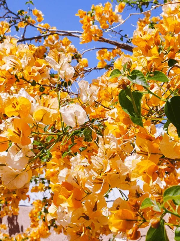 Hybrid_Bougainvillea_Golden_Flower_Plant_(Pack_Of-1_)