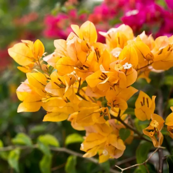 Hybrid_Bougainvillea_Golden_Flower_Plant_(Pack_Of-1_)