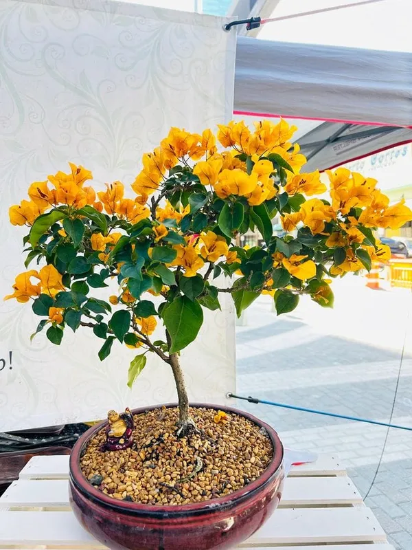 Hybrid_Bougainvillea_Golden_Flower_Plant_(Pack_Of-1_)