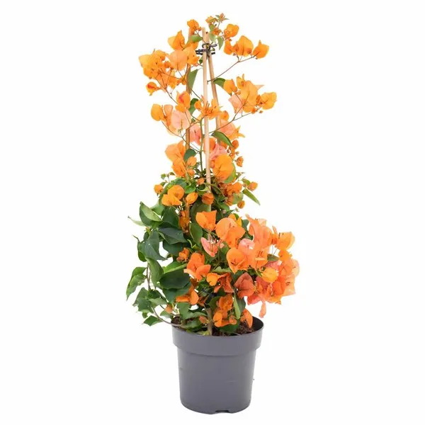 Hybrid_Bougainvillea_Golden_Flower_Plant_(Pack_Of-1_)