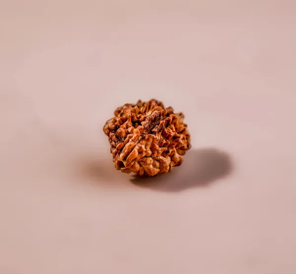 Brown_2_Mukhi_Rudraksh
