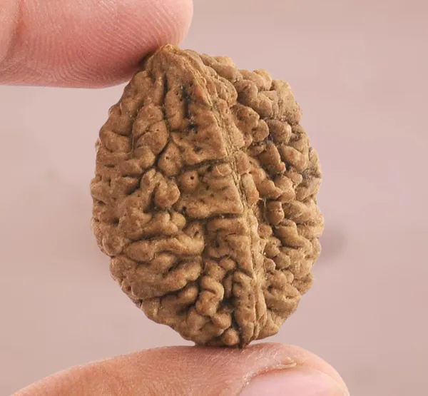 Brown_2_Mukhi_Rudraksh
