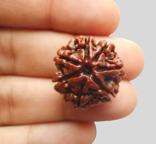 Brown_7_Mukhi_Rudraksh