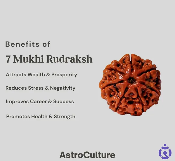 Brown_7_Mukhi_Rudraksh