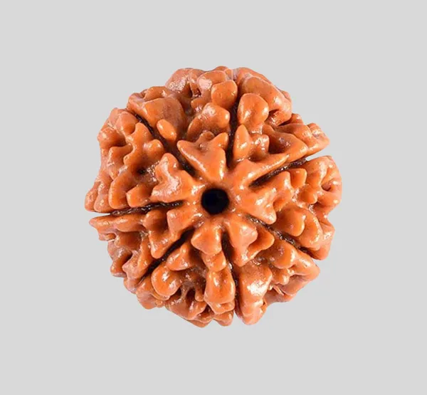 Brown_7_Mukhi_Rudraksh