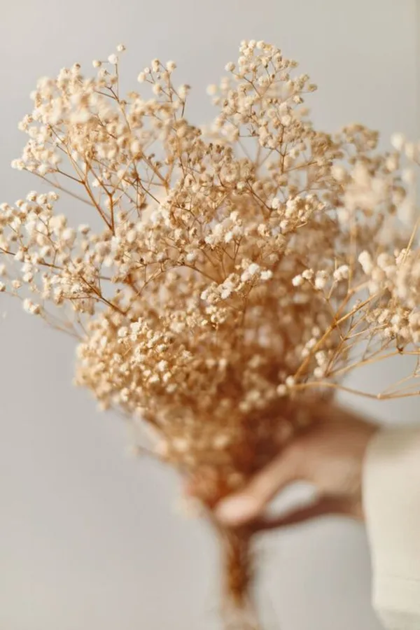 Beige_Baby_Breath_Natural_Flower_For_Decoration