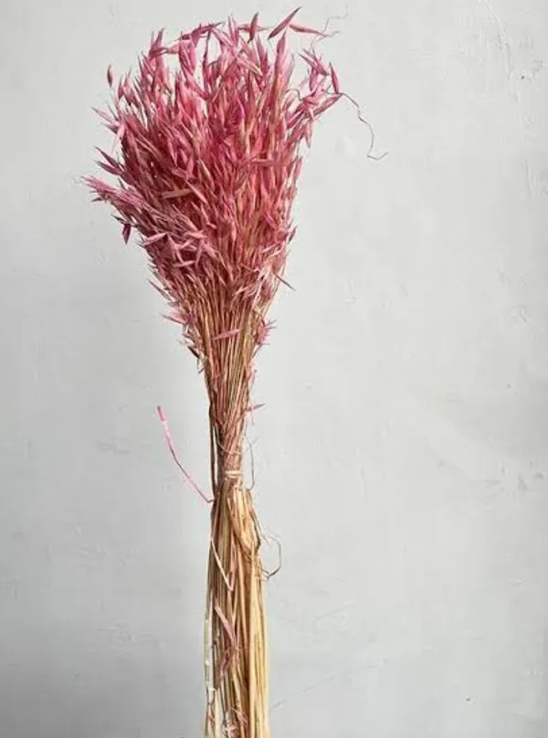 Pink_Oats_Grass_20_Stem_Pack_For_Decoration
