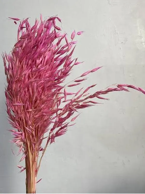 Pink_Oats_Grass_20_Stem_Pack_For_Decoration