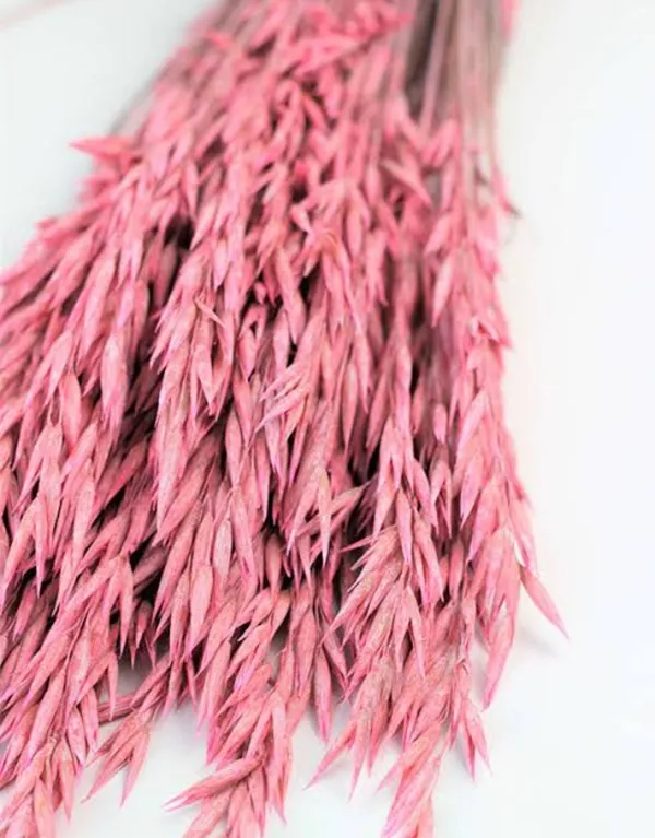 Pink_Oats_Grass_20_Stem_Pack_For_Decoration