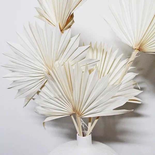 White_Sun_Palm_5_Stems_For_Decoration