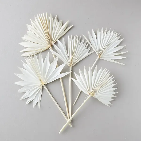 White_Sun_Palm_5_Stems_For_Decoration