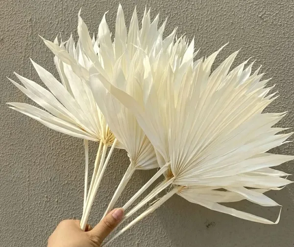 White_Sun_Palm_5_Stems_For_Decoration