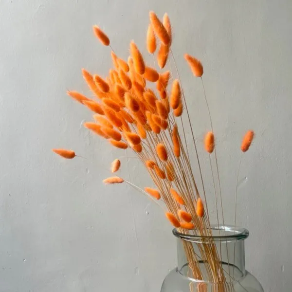 Orange_Dried_Bunny_Tails_30Pcs_Pack_For_Decoration