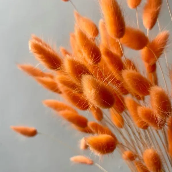 Orange_Dried_Bunny_Tails_30Pcs_Pack_For_Decoration