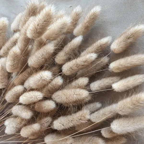 Natural_Dried_Bunny_30Pcs_Pack_For_Decoration