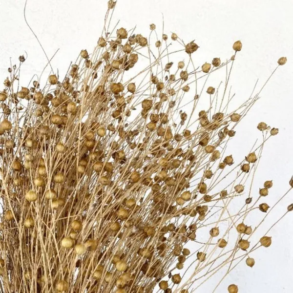 Natural_Dried_Golden_Flax_Bunch_50_Grams_For_Decoration