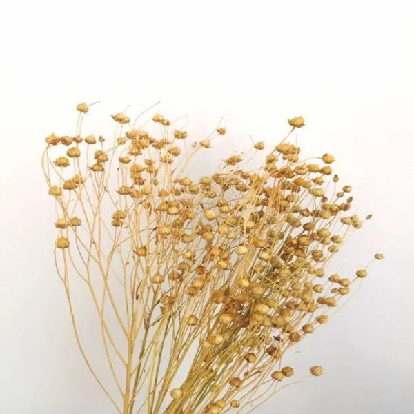 Natural_Dried_Golden_Flax_Bunch_50_Grams_For_Decoration