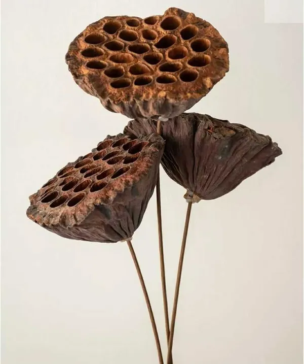 Natural_Dried_Lotus_Pod_With_Stick_5_Stems_For_Decoration