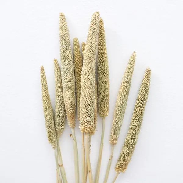 Natural_Dried_Millets_10_Stems_For_Decoration