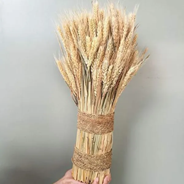 Natural_Dried_Wheat_Grass_Natural_Bunch_30_Stems_For_Decoration