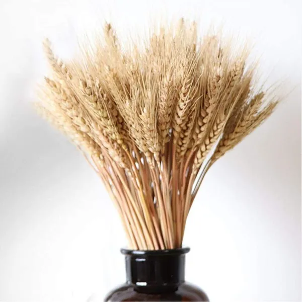 Natural_Dried_Wheat_Grass_Natural_Bunch_30_Stems_For_Decoration