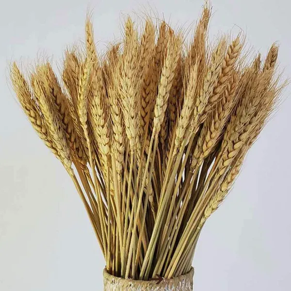 Natural_Dried_Wheat_Grass_Natural_Bunch_30_Stems_For_Decoration